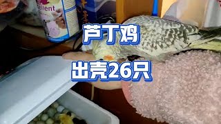 芦丁鸡：经过17天孵化小芦丁鸡出壳26只超萌，珍宝也特别好奇跟着看小鸡🐥