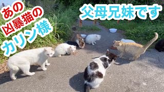 あの凶暴猫のカリン様ファミリーに会いに行って来ました オッドアイのお父さん猫は出てきませんでした straycats 野良猫