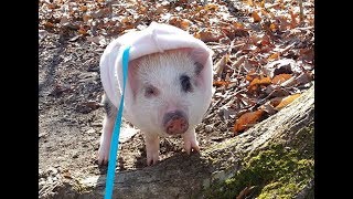 Crazy Piglet Gets the Zoomies