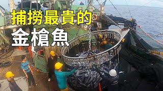 藍鰭金槍魚的秘密，人工養殖了，為何還那麼貴？