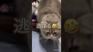 遊ぶ？or逃げる？？、、逃げるのかい🤣逃げないで〜😭💦#サイベリアン#猫