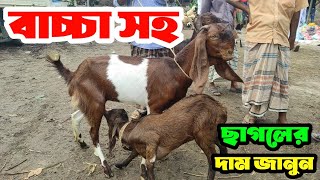 উন্নত জাতের বাচ্চা সহ মা ছাগলের দাম জানুন। নাটোর তেবাড়িয়া হাট।