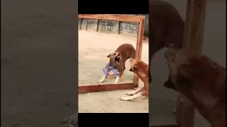 Funny videos of animals || #funnyvideo #funnyanimals