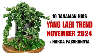 10 Tanaman Hias Yang Lagi Trend di bulan November 2024