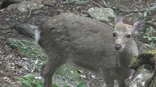 20190418 屋久島　シカさんと遭遇