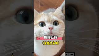 猫咪眼神的秘密 #新手养猫 #科学养宠攻略 #养猫经验分享 #猫咪眼睛 猫奴十三