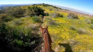 Riding my mare River along a ridge in the Cuyama Valley