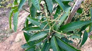 আমের মুকুল এবং গুটি ঝরা রোধে করণীয় / Precaution of mango inflorescence \u0026  bud drop off