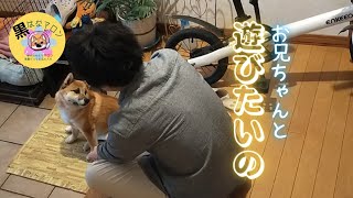 【お兄ちゃんと遊びたいの⠀】 【黒はなマロン】◇柴犬女の子マロン1歳9ヶ月#柴犬