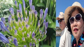 ดอก อะกาแพนทัส (Agapanthus) ดอกไม้เมืองหนาว งามทนงามนาน