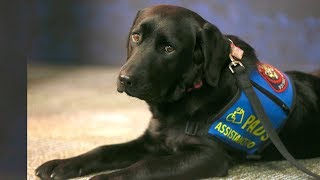 Police welcome new support dog to the force