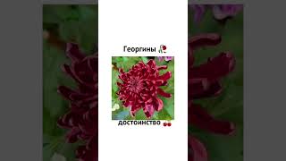 💐Цветы и их значение 💐#video