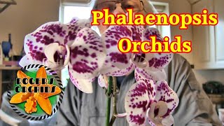 A Look at All My Phalaenopsis