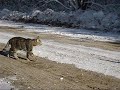 cats greeting each other on an icy road