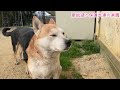 犬生も山あり谷あり。生きているんだなぁ