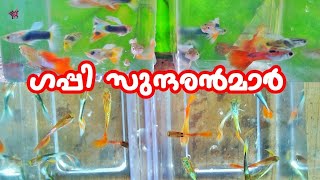 എന്റെ ഗപ്പി ഫാമിലെ സുന്ദരന്മാർ | Guppy Farming | Aviyal media by Das Pakkat