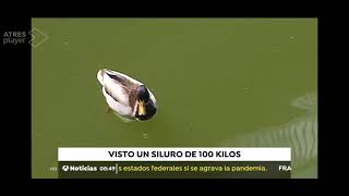 Siluro de 100kg en el Guadalquivir