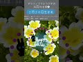 アラフィフうふうさぎ366日花言葉🌻自分へ、大切な人へのプレゼント選びの参考に🌷 花言葉 誕生花 誕生花＃今日のメッセージ 今日の運勢