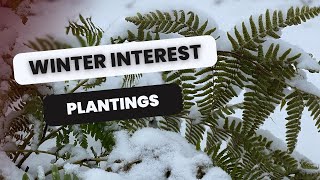 🌲 Garden Tour and Plants for Winter Interest 🌲