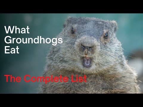 Is Groundhog meat good eating?