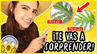 ¡DALE BRILLO A LAS HOJAS DE TUS PLANTITAS EN SEGUNDOS! ¡No podía creer el resultado!  ❤️-Yuya