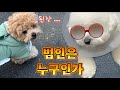 범인은 누구인가 !  #강아지 #성우김서영