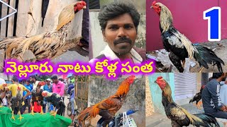 నెల్లూరు నాటు కోళ్ల సంత 7 8 22 NELLORE SUNDAY NATUKOLLA MARKET NATUKODI FARMING ASEEL MURGA MARKET