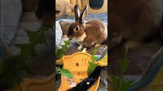 Bunny eating｜兔兔の點心時間｜#shorts #bunny #catahma