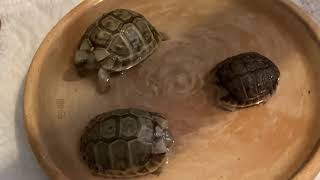 #25 Testudo Kleinmanni - three tortoise babies bathing