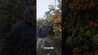 𝙎𝙚𝙜𝙪𝙞𝙢𝙤𝙨 𝙚𝙣 𝙡𝙖 𝙥𝙞𝙨𝙘𝙖 𝙙𝙚 𝙣𝙖𝙧𝙖𝙣𝙟𝙖🍊🍊😱😎 #farming #california #naranjas #orange #oxnard #sueñoamericano