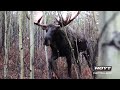 hoytkillshot ralph 5 yard moose