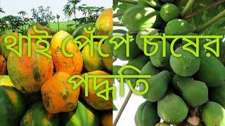 থাই প্রজাতির  বিদেশি পেঁপে কিভাবে লাগাবেন।মো,হো 6294048772