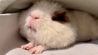 【モルモットの肺炎】キー坊の様子がおかしい... Pneumonia in guinea pigs