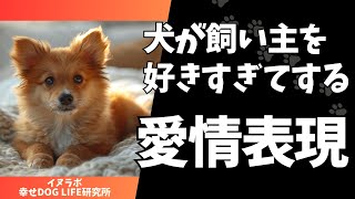 犬が飼い主を好きすぎてする愛情表現