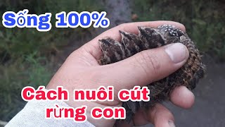 Cách nuôi chim cút rừng con _ Cần Miền Tây