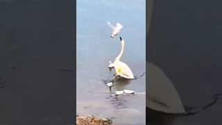 Cute video #shortvideo#reel #animals#pets#duck#shorts#vairalvideo#animals