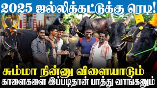 Jallikattu-க்கு நாங்க ரெடி🔥| இதுவரைக்கும் இவன் பிடிப்படலா😲|