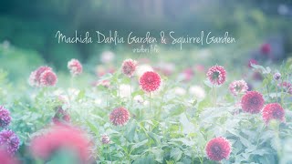 町田ダリア園とリス園　Machida Dahlia Garden \u0026 Squirrel Garden CINEMATIC VLOG SONY α7c/花日和