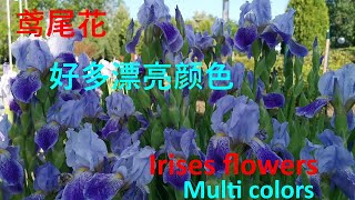 看看这些美丽的鸢尾花有哪种你没见过- beautiful #Irises flowers (a lot of different colors-hurry up to watch)