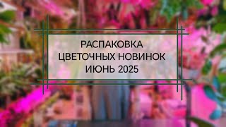 Распаковка цветочных новинок июнь 2025