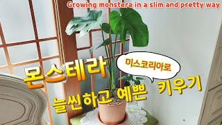 몬스테라 미스코리아로 예쁘게 키우는 방법 Growing monstera in a slim and pretty way