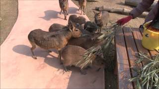 カピバラ　（赤穂動物ふれあい村篇）オープン直後の光景