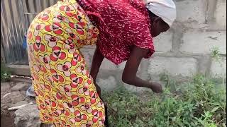 Picking Waterleaves vegetables (Gbure) from a village garden in Africa.