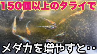 【睡蓮農園】150個以上の容器でメダカを増やした結果・・・　メダカ睡蓮ビオトープ