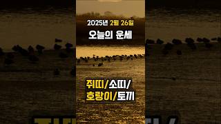 2025년 2월 26일 오늘의 운세 #쥐띠 #소띠 #호랑이띠 #토끼띠