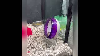 How much for a Roborovski’s Hamster? 🐹 | PetSmart