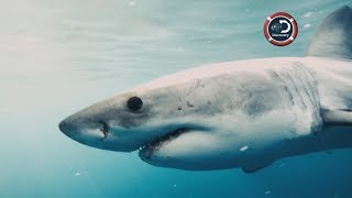 Are there great white sharks in New York City?