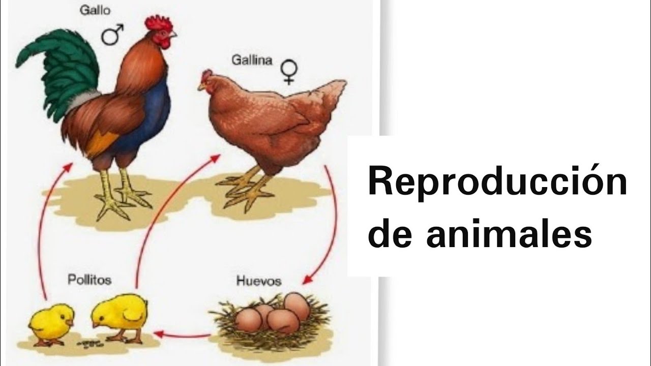 Conoce La Sorprendente Diversidad De Reproducción En Animales