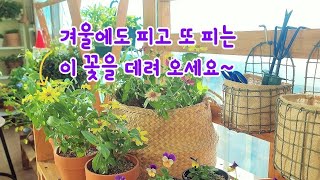 노지식물 실내정원에서 잘지내기~겨울에 꽃정원 만들기#힐링 #브이로그 #꽃 #백일홍 #plants #garden #gardening #flowers