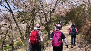 WOC登山部2020.04.08 八丈岩山・新割山05